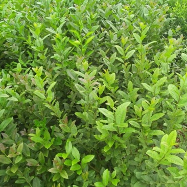 香水柠檬树苗80~120cm
