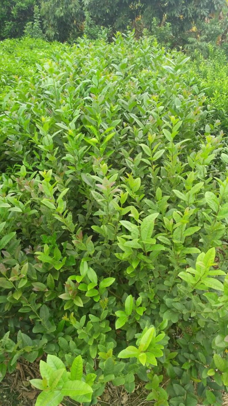 香水柠檬树苗80~120cm
