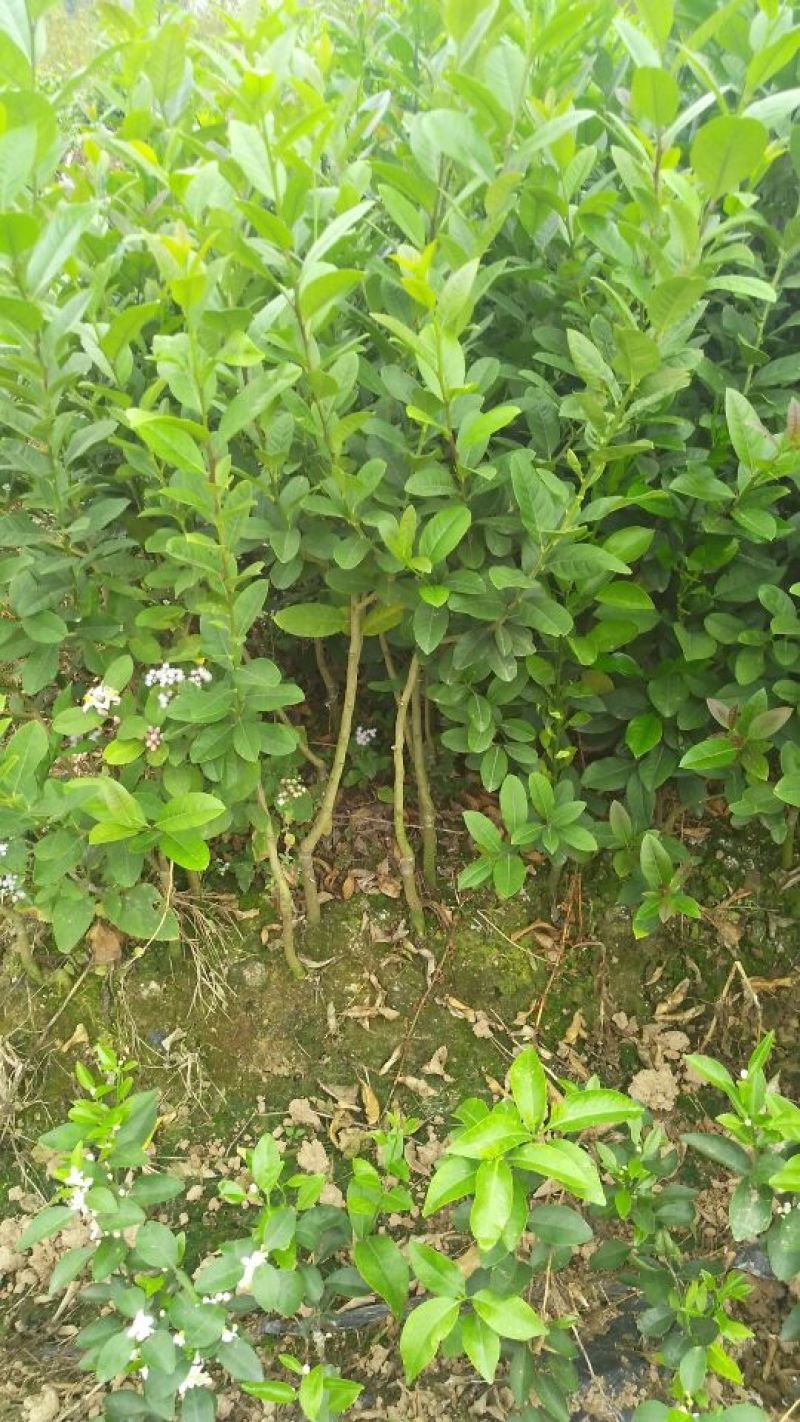 香水柠檬树苗80~120cm