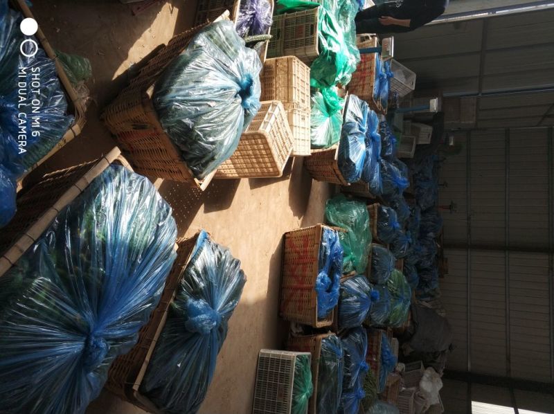 黄瓜干花带刺25公分以上