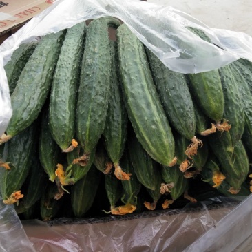 刺黄瓜干花带刺22~25公分