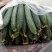 刺黄瓜干花带刺22~25公分