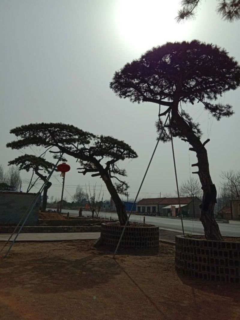 松树30~50cm