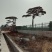 松树30~50cm