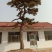 松树30~50cm