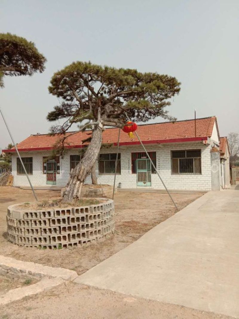 松树30~50cm