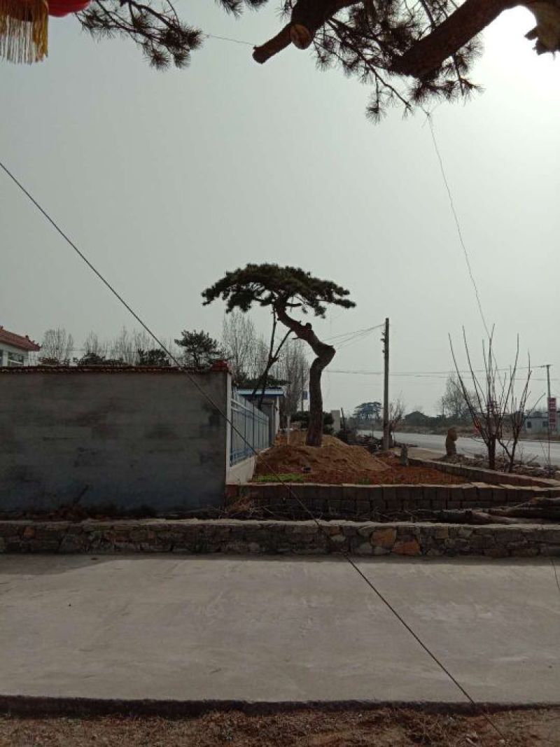 松树30~50cm