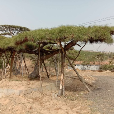 松树30~50cm