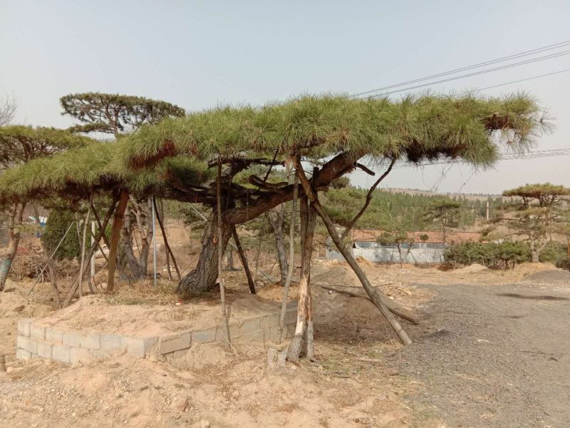 松树30~50cm