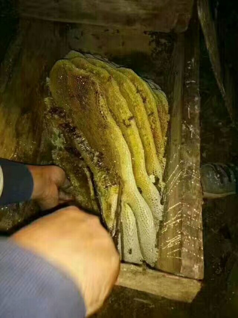 精品土蜂蜜30每斤批发价