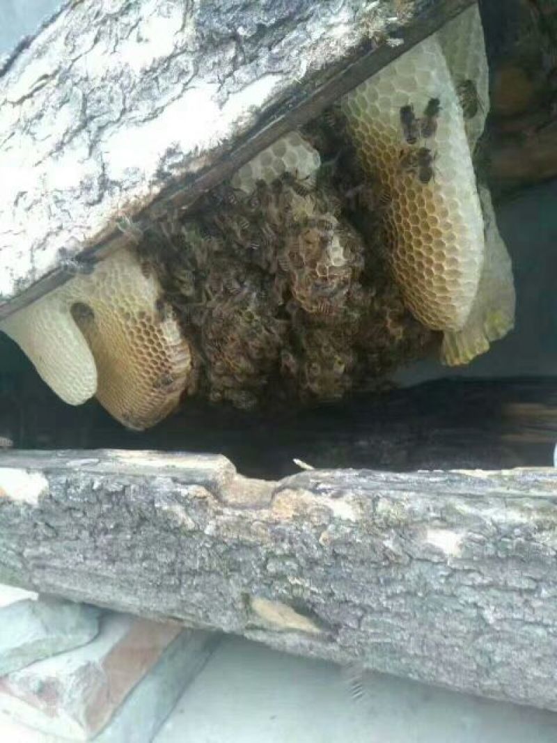 精品土蜂蜜30每斤批发价