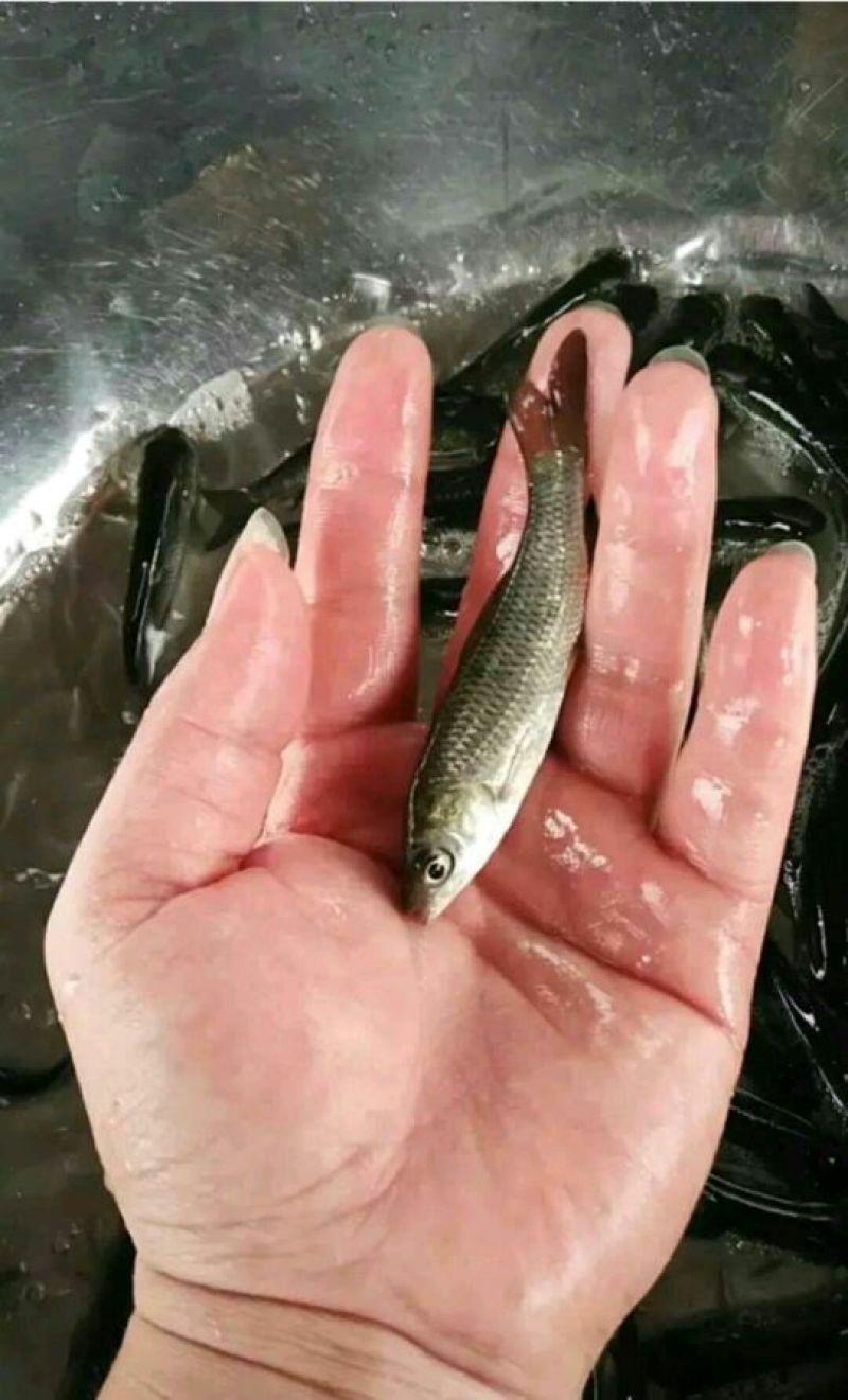 青鱼苗。各种规格的鱼苗及成品鱼都有货。抗病毒强，长势快