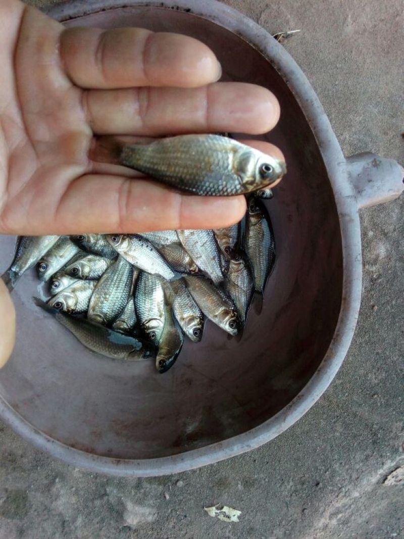 鲤鱼苗。各种规格及成品鱼都有货，抗病毒强，长势快
