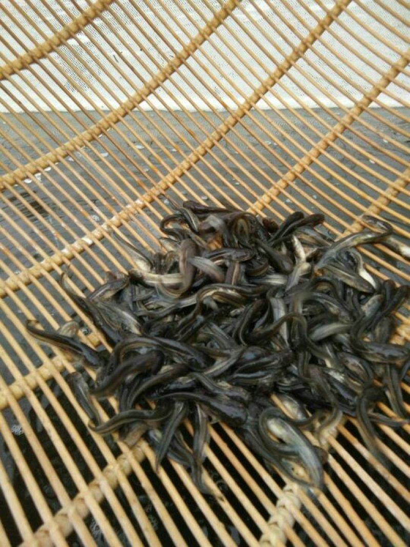 鲤鱼苗。各种规格及成品鱼都有货，抗病毒强，长势快