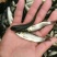 鲤鱼苗。各种规格及成品鱼都有货，抗病毒强，长势快