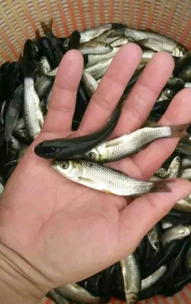鲤鱼苗。各种规格及成品鱼都有货，抗病毒强，长势快