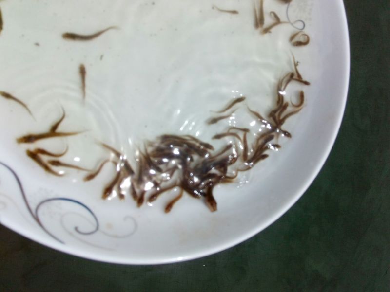 泥鳅苗。各种规格的泥鳅苗都有货。抗病毒强，长势快