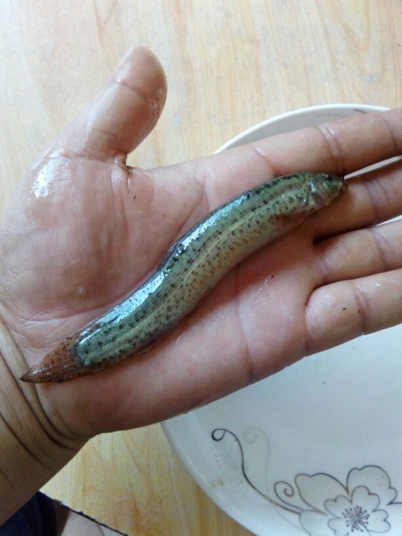 泥鳅苗。各种规格的泥鳅苗都有货。抗病毒强，长势快
