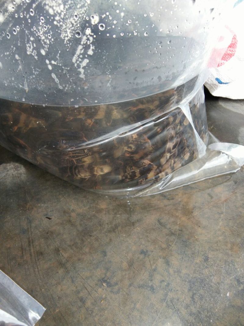 泥鳅苗。各种规格的泥鳅苗都有货。抗病毒强，长势快