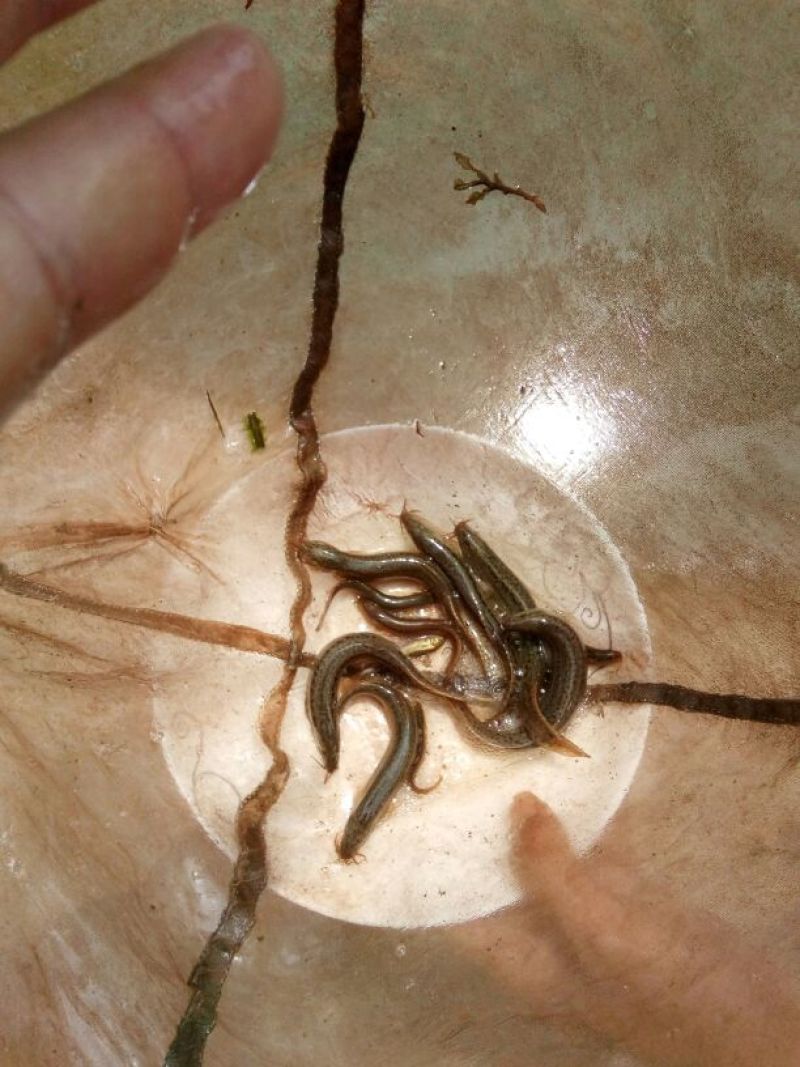 泥鳅苗。各种规格的泥鳅苗都有货。抗病毒强，长势快