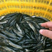 黑鱼鱼苗人工养殖，及成品鱼都有货，抗病毒强，耐运输