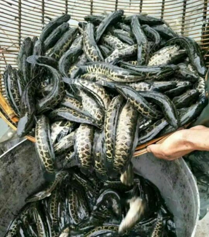 黑鱼鱼苗人工养殖，及成品鱼都有货，抗病毒强，耐运输