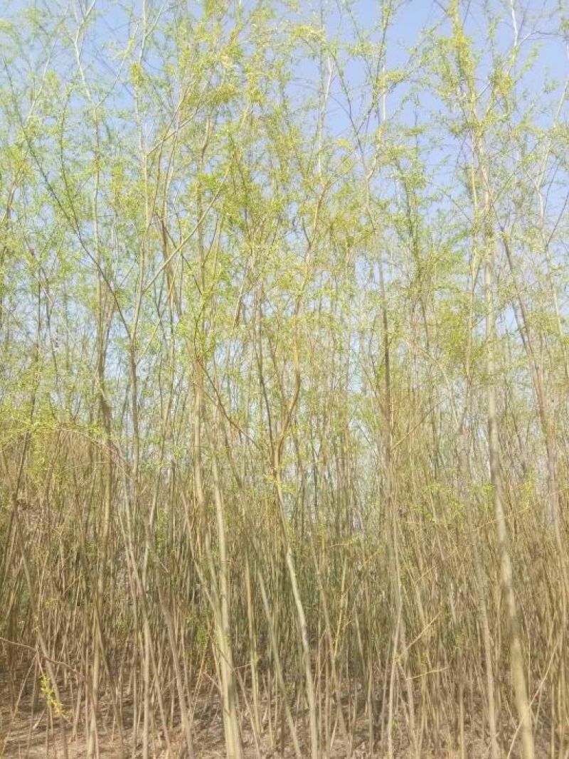 垂柳4~6cm4~6cm3.5~4米
