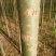 垂柳4~6cm4~6cm3.5~4米