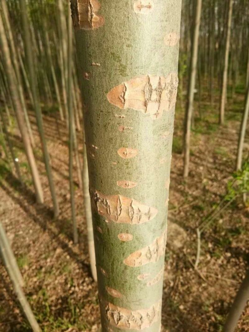 垂柳4~6cm4~6cm3.5~4米