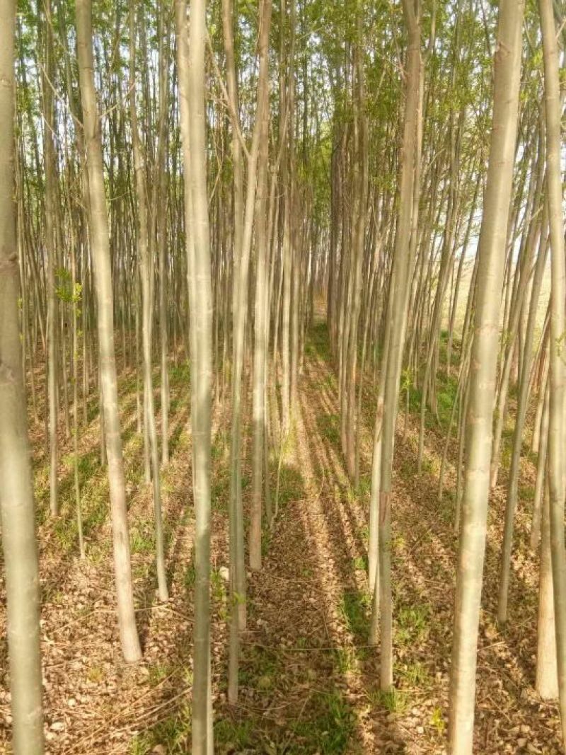 垂柳4~6cm4~6cm3.5~4米