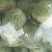 甘蓝通货1~2公斤