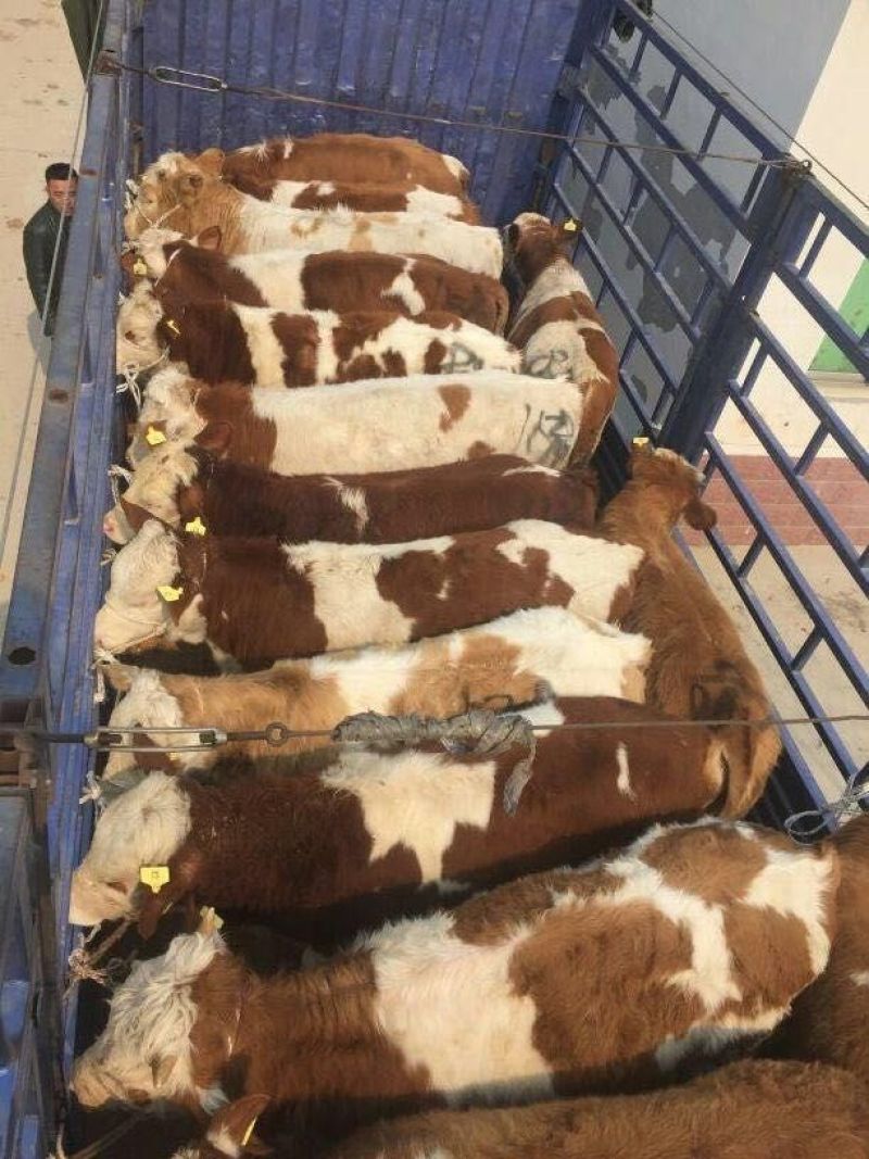 西门塔尔牛犊200~300kg