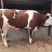 西门塔尔牛犊200~300kg