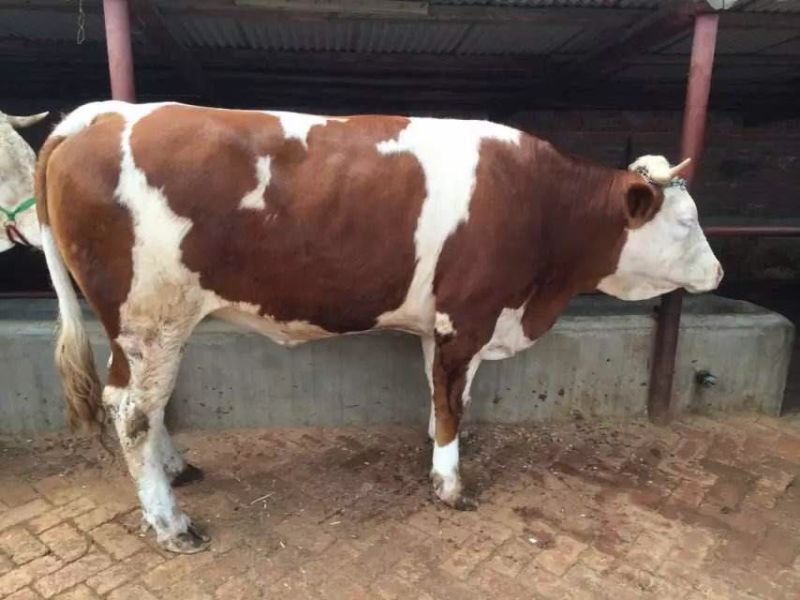 西门塔尔牛犊200~300kg