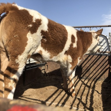 西门塔尔牛犊200~300kg