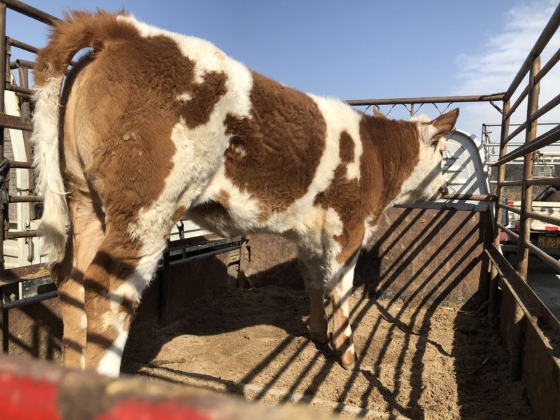 西门塔尔牛犊200~300kg