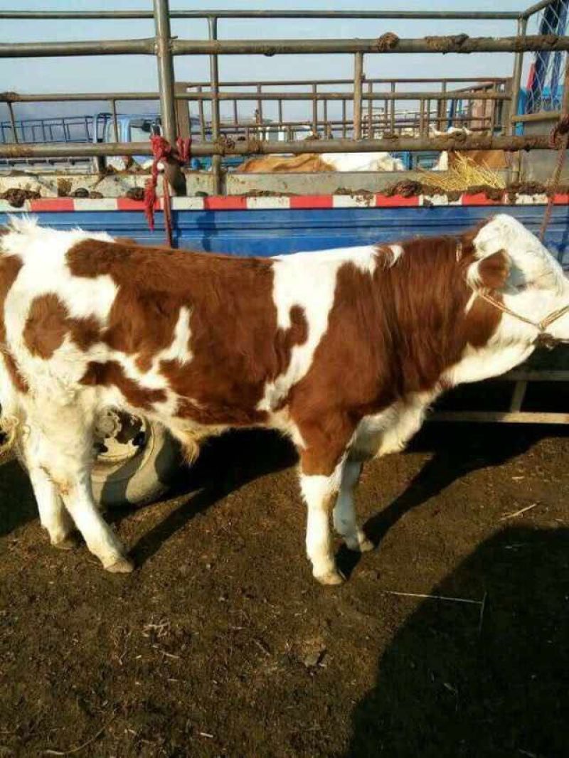 西门塔尔牛犊200~300kg