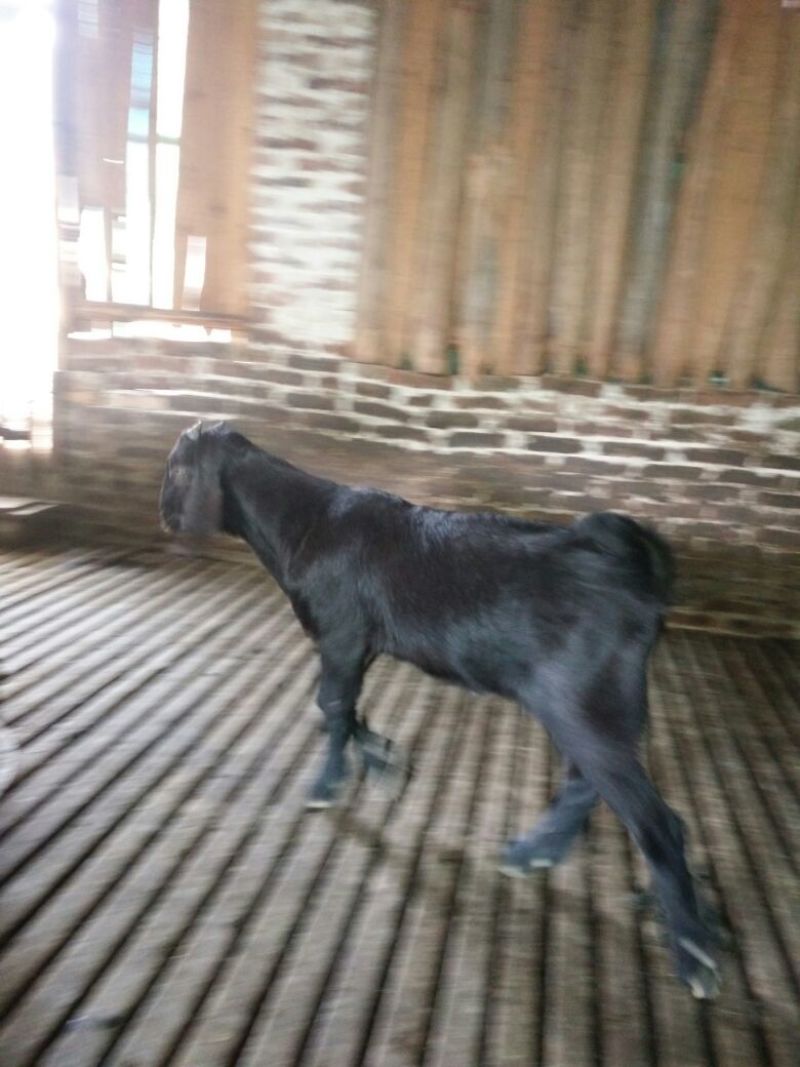 湖南桂阳县黑山羊种羊30~50斤