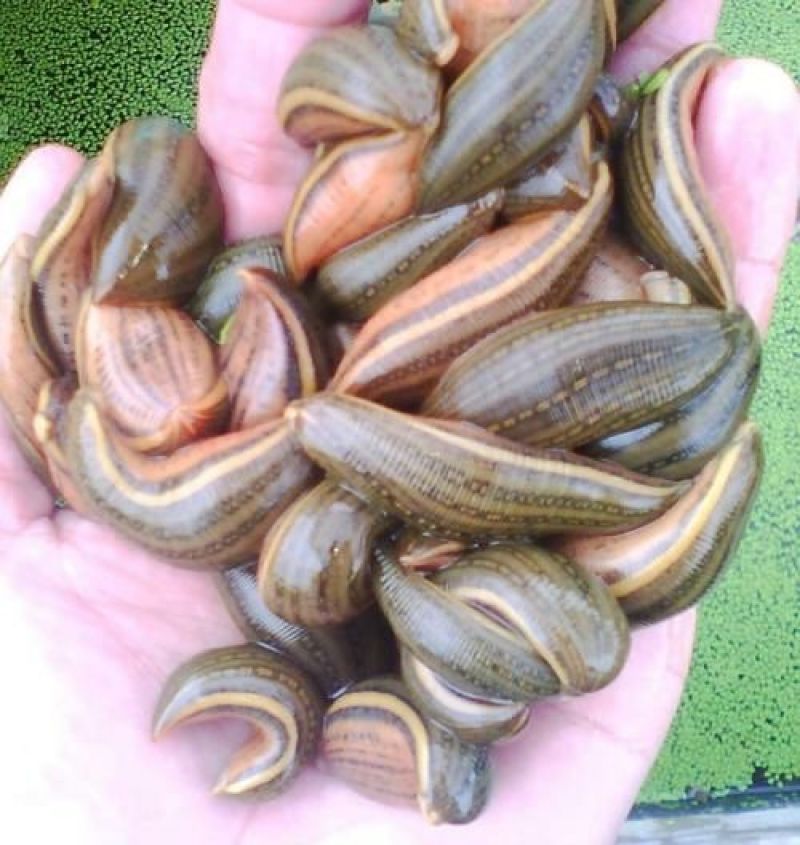 水蛭药用