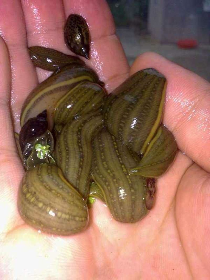 水蛭药用