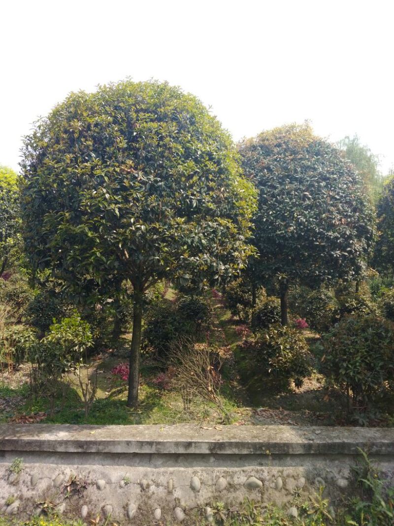 桂花，小苗到20公分大量，从事十多年，资源强大，价格透明