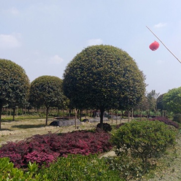 桂花，小苗到20公分大量，从事十多年，资源强大，价格透明
