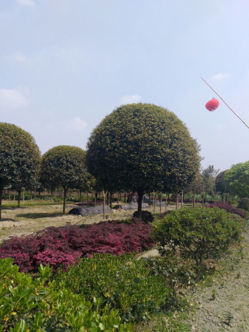 桂花，小苗到20公分大量，从事十多年，资源强大，价格透明