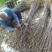 红玉兰苗地栽苗80cm以上