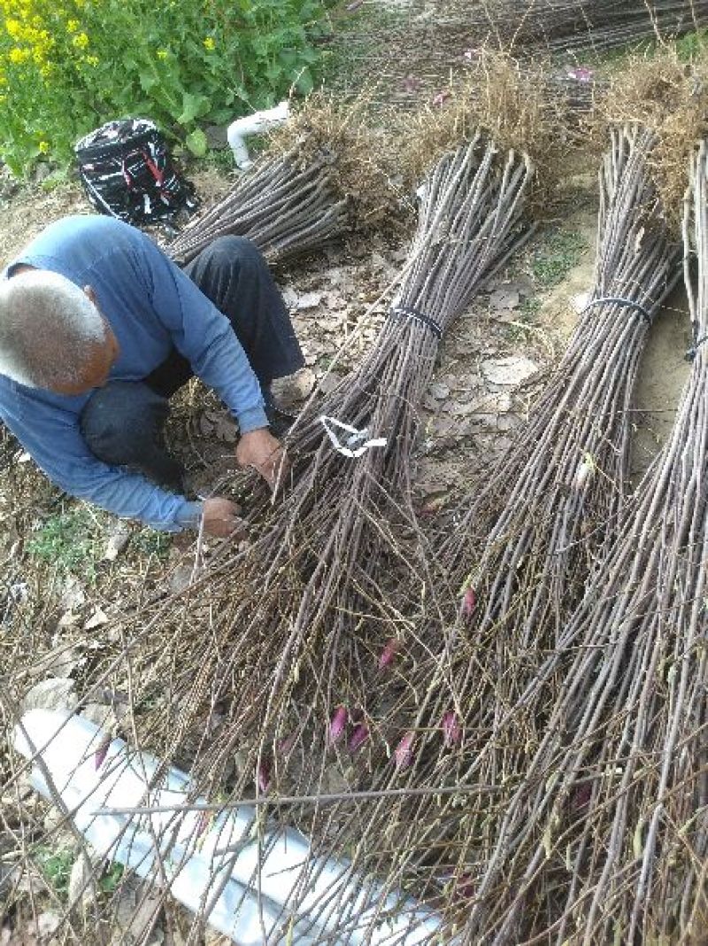 红玉兰苗地栽苗80cm以上
