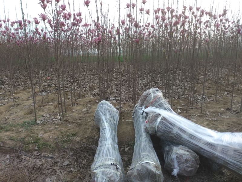 红玉兰苗地栽苗80cm以上