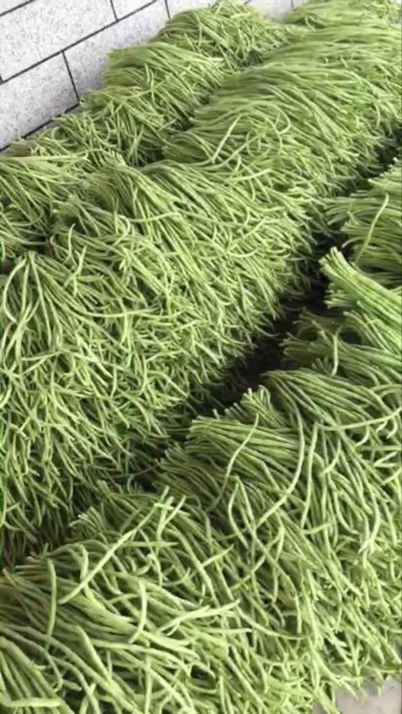 长豆角50厘米以上