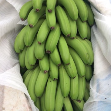 威廉斯香蕉七成熟