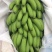 威廉斯香蕉七成熟