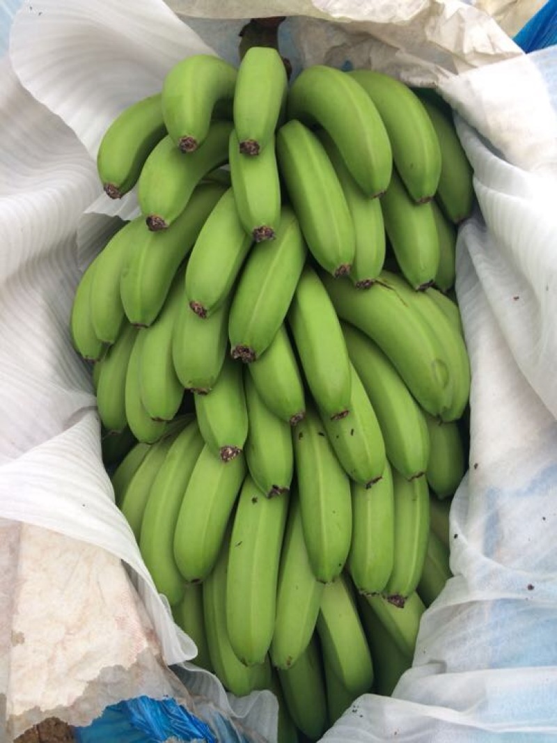 威廉斯香蕉七成熟